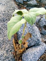 Horsfordia newberryi