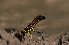 Sceliphron fistularium