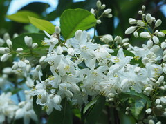 Alniphyllum (Alniphyllum)