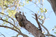 Colaptes auricularis