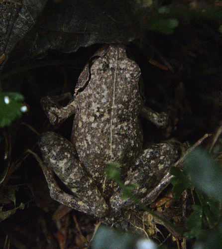 Adolf Friedrich's Squeaker Frog, Arthroleptis adolfifriederici