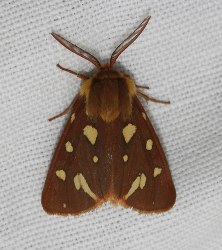 Arctia testudinaria