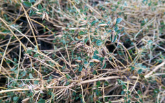 Brickellia desertorum