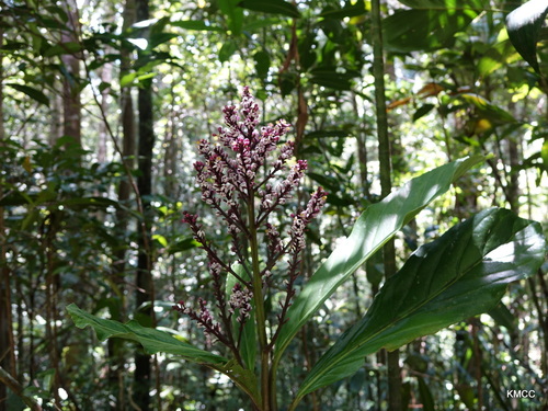 Melanophylla image