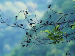 Taiwan alder (Alnus formosana)