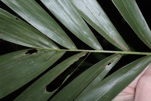 Image of Ptychosperma elegans by (c) Thomas Mesaglio, some rights reserved (CC BY)