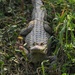 Aligator de China - Photo (c) 决明, algunos derechos reservados (CC BY-NC), subido por 决明