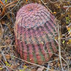 Echinocereus pectinatus rutowiorum