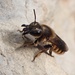 Megachile roeweri - Photo (c) Albert Cardona, algunos derechos reservados (CC BY), subido por Albert Cardona