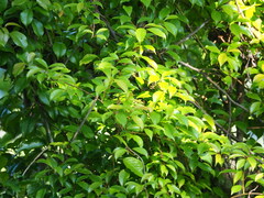 Kadsura matsudae, photograph 葉子, CC0, iNaturalist via GBIF
