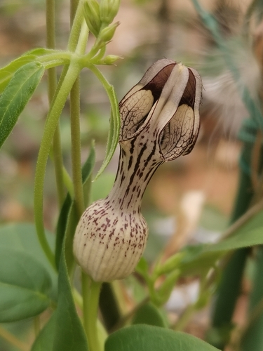 Ceropegia mairei
