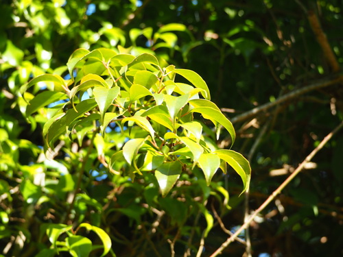Kadsura matsudae, photograph 5