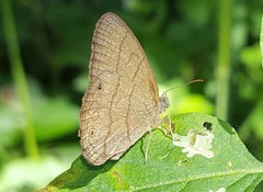 Hermeuptychia gisella