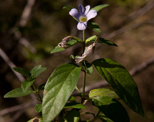 Barleria ventricosa image