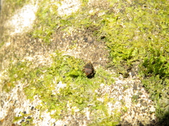 Brachyolus punctatus