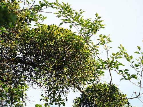 Image of Viscum Coloratum (Viscum coloratum) by no rights reserved