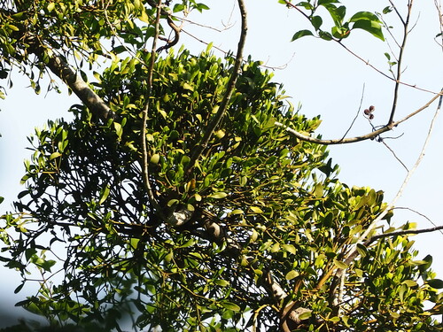 Image of Viscum Coloratum (Viscum coloratum) by no rights reserved