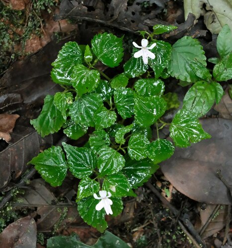 Impatiens bequaertii