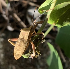 Anoplocnemis