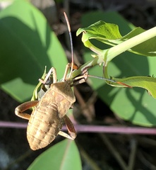 Anoplocnemis