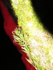 Brachyolus punctatus