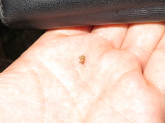 Brachyolus punctatus