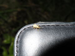 Brachyolus punctatus