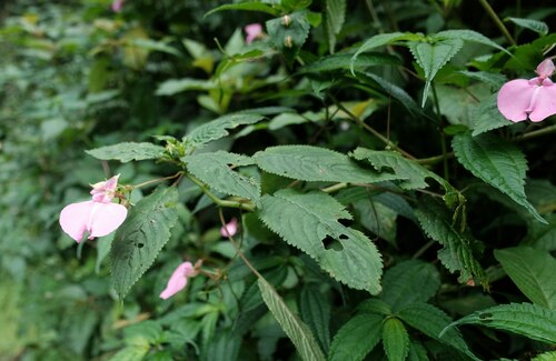 Impatiens stuhlmannii, photograph 5