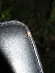 Brachyolus punctatus