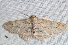 Iridopsis larvaria