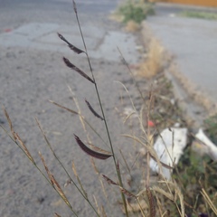 Bouteloua barbata rothrockii