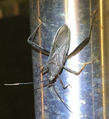 Notobitus meleagris