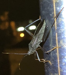 Notobitus meleagris
