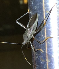 Notobitus meleagris