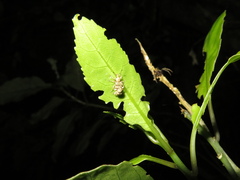 Brachyolus punctatus