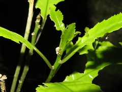 Brachyolus punctatus