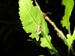 Brachyolus punctatus