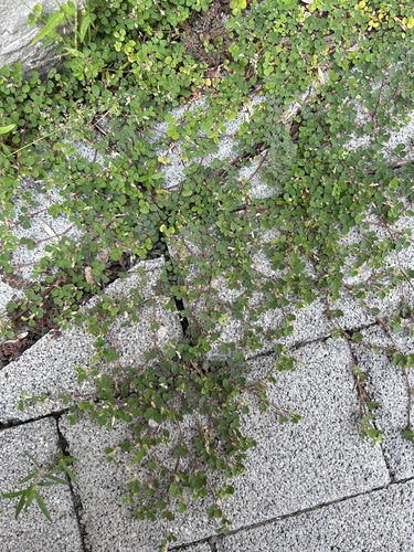 Desmodium triflorum iNat (2)
