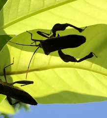 Pseudomictis distinctus