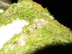 Brachyolus punctatus