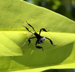 Pseudomictis distinctus