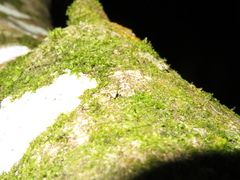 Brachyolus punctatus