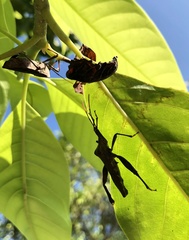 Pseudomictis distinctus