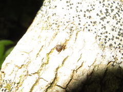 Brachyolus punctatus