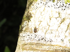 Brachyolus punctatus