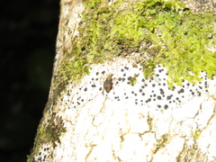 Brachyolus punctatus