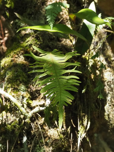 Goniophlebium formosanum, photograph 1