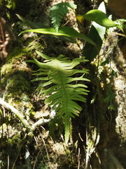 Goniophlebium formosanum, photograph 葉子, CC0, iNaturalist via GBIF