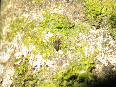 Brachyolus punctatus