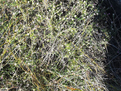 Metalasia serrulata